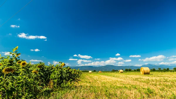 Sunflowers field in the italian countryside — Stock Photo, Image