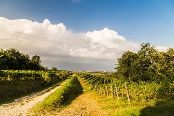 Grapevine field in the italian countryside — Stock Photo, Image