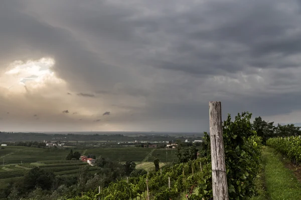 Campo de vid en el campo italiano — Foto de Stock