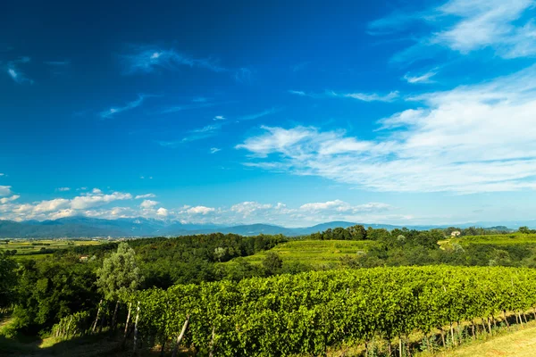 İtalyan kırsal alanda asma — Stok fotoğraf