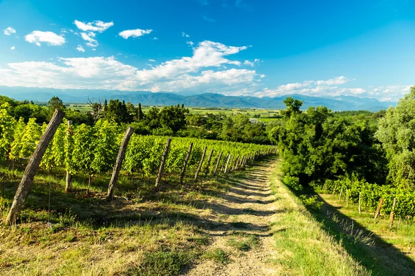 Campo de vid en el campo italiano — Foto de Stock