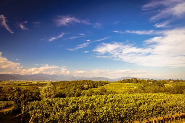 Campo de vid en el campo italiano — Foto de Stock