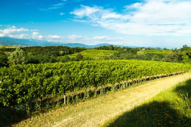 İtalyan kırsal alanda asma