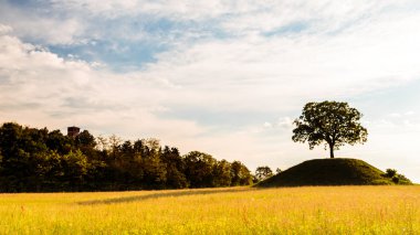 Yalnız bir ağacın arkasına güneşin battığı