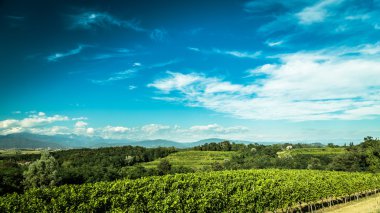 İtalyan kırsal alanda asma