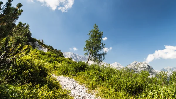 Bergstoppen i en sommardag — Stockfoto