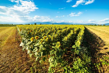 bir yaz günü ayçiçekleri alanı