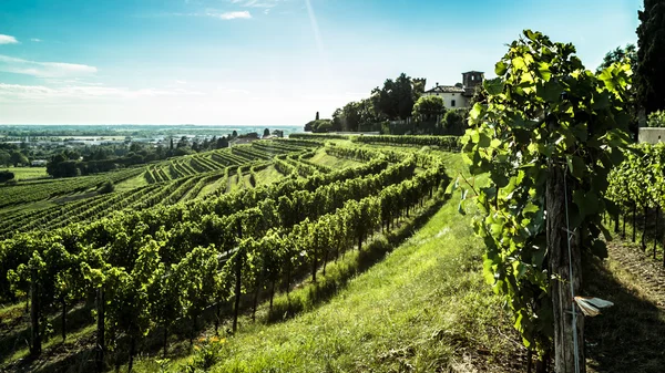 Campo de vid en el campo italiano — Foto de Stock