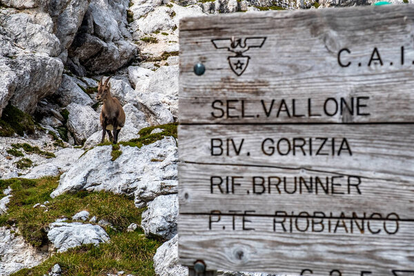 Steinbocks on the Jof Fuart in the Julian alps, in a summer day