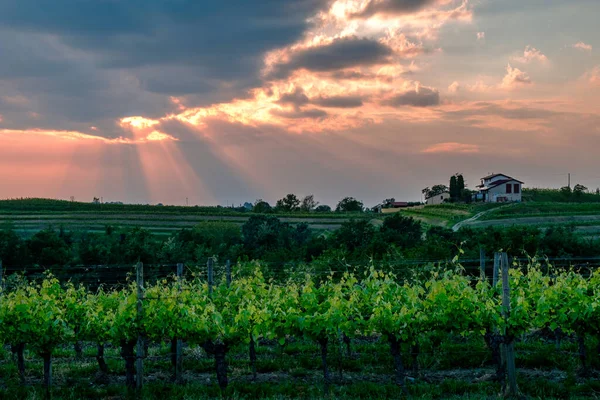 Sol Pone Los Viñedos Friuli Venezia Giulia Italia — Foto de Stock