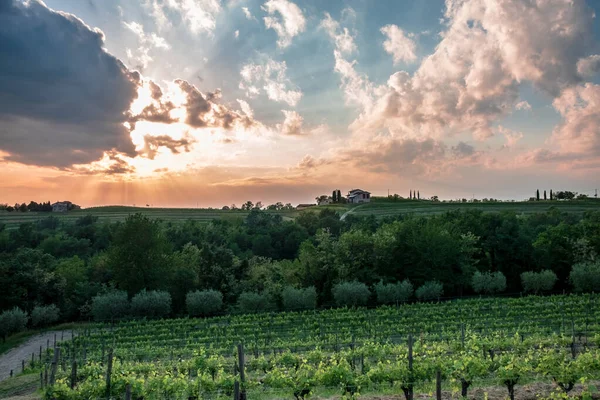 Сонце Сідає Виноградниках Фріулі Венеція Джулія Італія — стокове фото