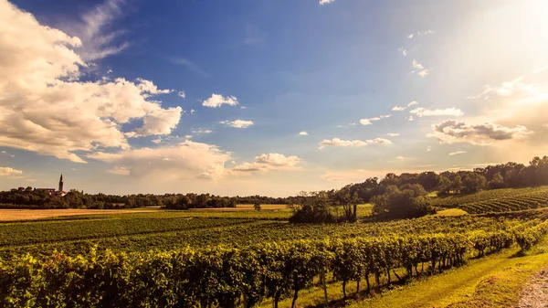 Sunset Collio Location Known Fine Wine Production Friuli Italy — Stock Photo, Image
