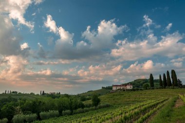 Güneş Friuli-Venezia Giulia, İtalya 'daki üzüm bağlarından batıyor.