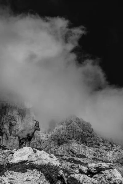 Steinbocks Sur Jof Fuart Dans Les Alpes Juliennes Une Journée — Photo