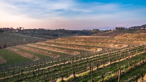 Sun Goes Vineyards Friuli Venezia Giulia — Stock Photo, Image