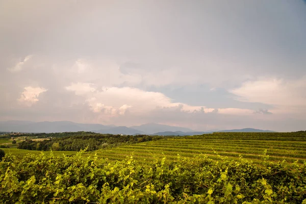 Burza Zbliża Się Winnic Polach Collio Włoszech — Zdjęcie stockowe