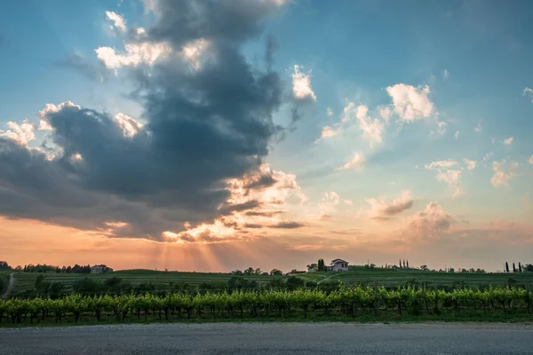 Sol Pone Los Viñedos Friuli Venezia Giulia Italia — Foto de Stock