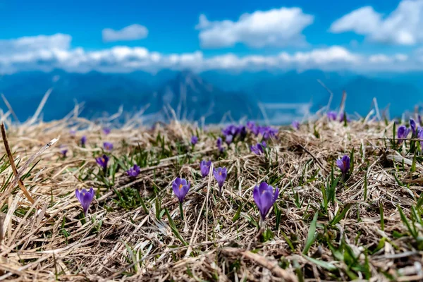 İtalya, Friuli-Venezia Giulia, Carnic Alpleri 'ndeki bir dağın tepesindeki kar damlaları.