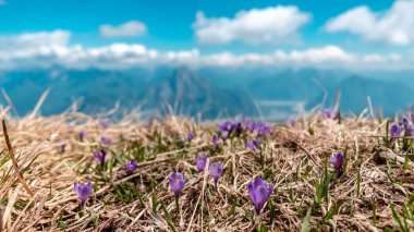 İtalya, Friuli-Venezia Giulia, Carnic Alpleri 'ndeki bir dağın tepesindeki kar damlaları.