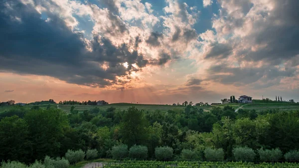 Sol Pone Los Viñedos Friuli Venezia Giulia Italia —  Fotos de Stock