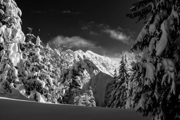 Alpes Cárnicos Depois Uma Grande Queda Neve Província Udine Região — Fotografia de Stock