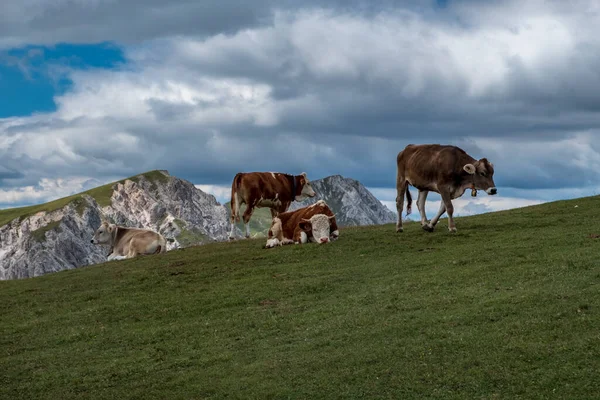 Gyönyörű Dolomiti Egy Nyári Napon Trentino Alto Adige Olaszország — Stock Fotó