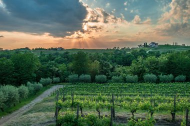Güneş Friuli-Venezia Giulia, İtalya 'daki üzüm bağlarından batıyor.