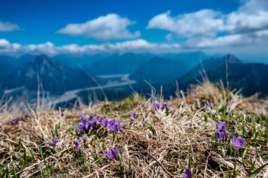 İtalya, Friuli-Venezia Giulia, Carnic Alpleri 'ndeki bir dağın tepesindeki kar damlaları.