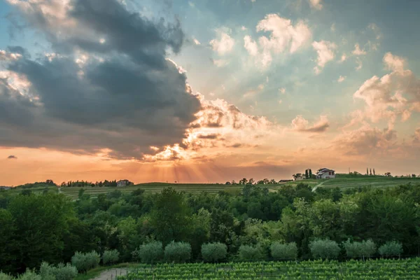 Sol Pone Los Viñedos Friuli Venezia Giulia Italia — Foto de Stock