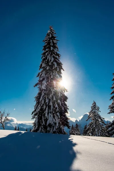 Karnische Alpen Nach Starkem Schneefall Provinz Udine Friaul Julisch Venetien — Stockfoto