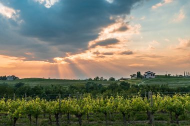 Güneş Friuli-Venezia Giulia, İtalya 'daki üzüm bağlarından batıyor.