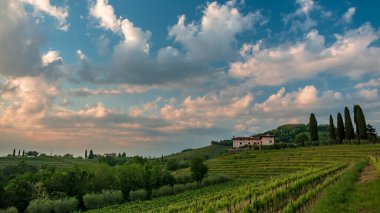 Güneş Friuli-Venezia Giulia, İtalya 'daki üzüm bağlarından batıyor.