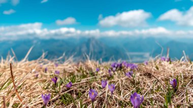 İtalya, Friuli-Venezia Giulia, Carnic Alpleri 'ndeki bir dağın tepesindeki kar damlaları.