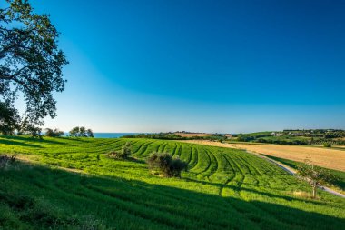 Numana köyünden Marş 'ın tarlalarında gün doğumu