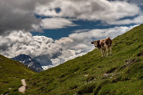 Die Schönen Dolomiten Einem Sommertag Trentino Südtirol Italien — Stockfoto