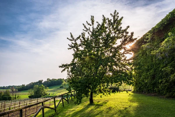 Opuštěný Statek Oblasti Friuli Venezia Giulia — Stock fotografie