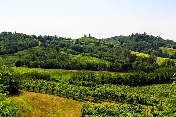 Vineyards Buttrio Summer Day Collio Friulano Udine Province Friuli Venezia — Stock Photo, Image
