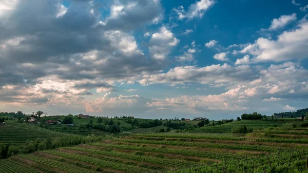 Sol Pone Los Viñedos Friuli Venezia Giulia Italia —  Fotos de Stock