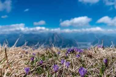 İtalya, Friuli-Venezia Giulia, Carnic Alpleri 'ndeki bir dağın tepesindeki kar damlaları.
