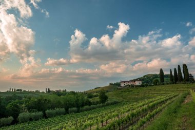 Güneş Friuli-Venezia Giulia, İtalya 'daki üzüm bağlarından batıyor.