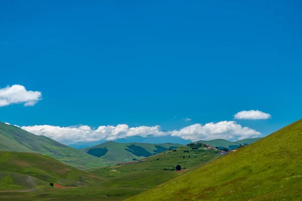 Цвета Полей Lenil Полны Цветов Castelluccio Norcia — стоковое фото