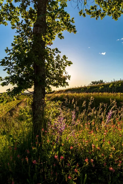 ดวงอาท ตกท สวยงามในสวนอง นของ Rosazzo Udine Friuli Venezia Giulia — ภาพถ่ายสต็อก