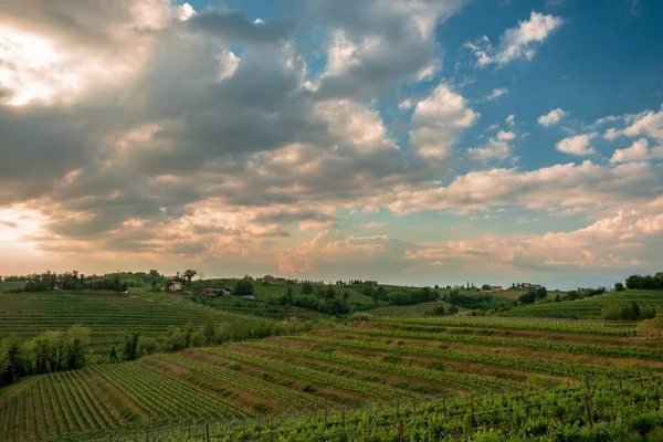 Soleil Couche Dans Les Vignobles Frioul Vénétie Julienne Italie — Photo