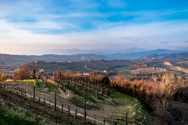 Die Sonne Geht Unter Den Weinbergen Friaul Julisch Venetiens — Stockfoto