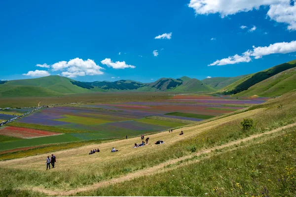 Cores Dos Campos Lenil Cheio Flores Castelluccio Norcia — Fotografia de Stock