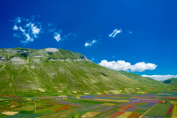 Cores Dos Campos Lenil Cheio Flores Castelluccio Norcia — Fotografia de Stock