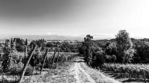 Виноградники Бутріо Літній День Collio Friulano Udine Province Friuli Venezia — стокове фото