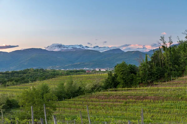 Kleurrijke Zonsondergang Wijngaarden Van Rosazzo Udine Friuli Venezia Giulia — Stockfoto