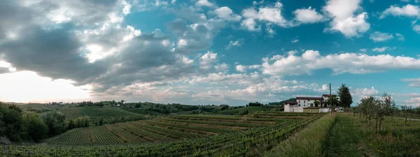 Zon Gaat Onder Wijngaarden Van Friuli Venezia Giulia Italië — Stockfoto