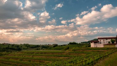 Güneş Friuli-Venezia Giulia, İtalya 'daki üzüm bağlarından batıyor.